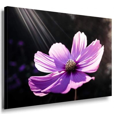 Viloette Blume Leinwandbild / AK Art Bilder / Mehrfarbig + Kunstdruck XXL b15