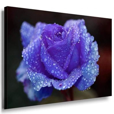 Blaue Rose Regentropfen Leinwandbild / AK Art Bilder / Mehrfarbig + Kunstdruck