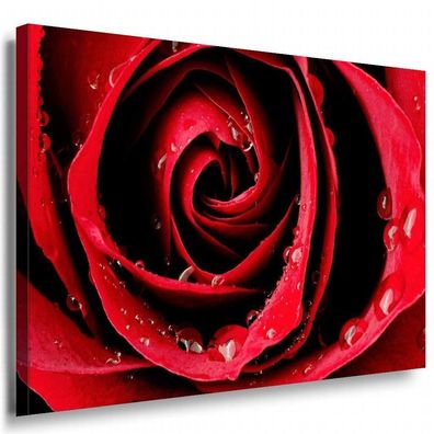 Rote Rose Leinwandbild AK Art Bilder Mehrfarbig Wandbild Kunstdruck TOP XXL