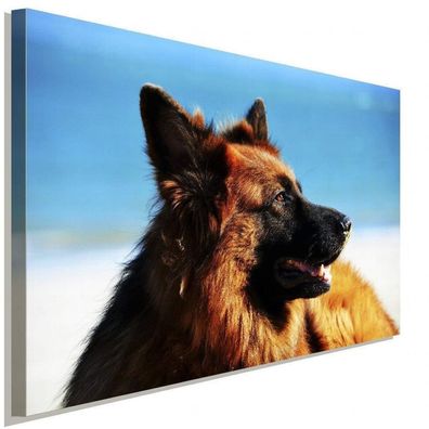Deutscher Schäferhund AK Art Bilder Premium Kunstdruck Top Leinwandbilder XXL
