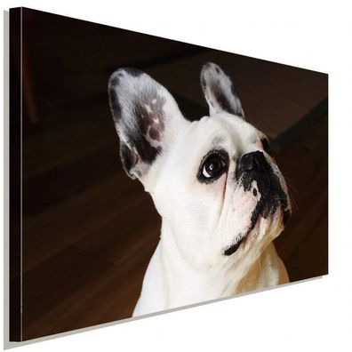 Französische Bulldogge Weiß AK Art Bilder Premium Kunstdruck Made in Germany