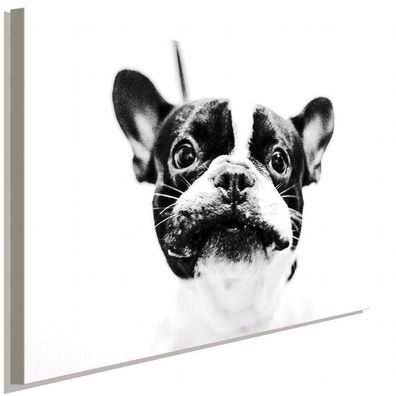 Französische Bulldogge Schwarz-Weiß AK Art Bilder Kunstdruck Made in Germany XXL