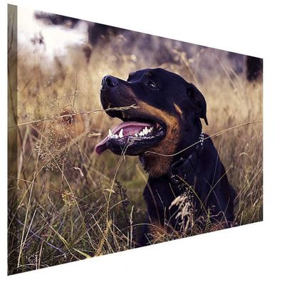 Rottweiler in der Natur Leinwandbild AK Art BilderWanddeko Wandbild Kunstdruck
