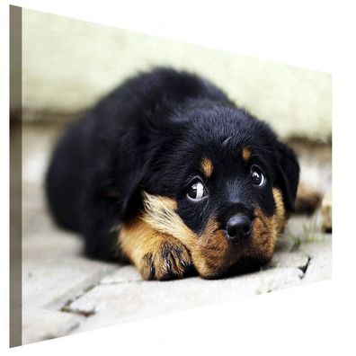 Rottweiler Welpe Einsam Leinwandbild AK Art BIlder Wanddeko Wandbild Kunstdruck