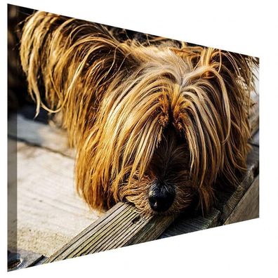 Yorkshire Terrier Welpe Leinwandbild AK Art Bilder Wanddeko Wandbild Kunstdruck