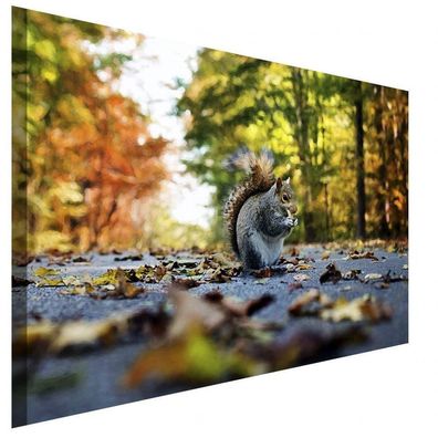 Eichhörnchen im Wald Leinwandbild AK Art Bilder Wanddeko Wandbild Kunstdruck