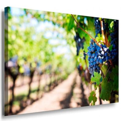 Weinweg Trauben Blau Leinwandbild AK Art Bilder Mehrfarbig Kunstdruck Wandbild