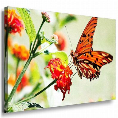 Schmetterling Leinwandbild AK Art Bilder Mehrfarbig Wandbild Kunstdruck TOP XXL