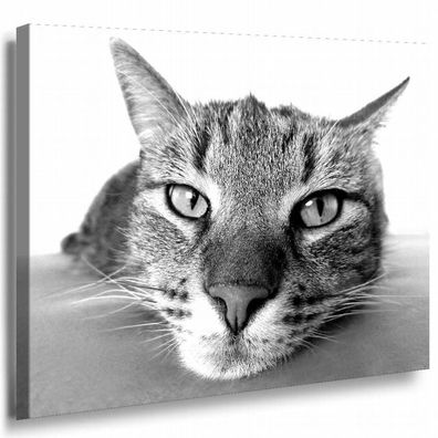 Katze Groß Nah Leinwandbild AK Art Bilder Schwarz Weiß Mehrfarbig Kunstdruck XXL
