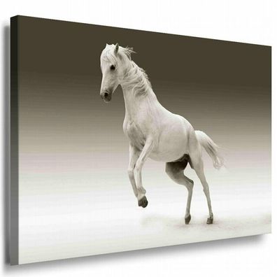 Weißes Pferd Sprung Leinwandbild AK Art Bilder SchwarzWeiß Kunstdruck Wandbild