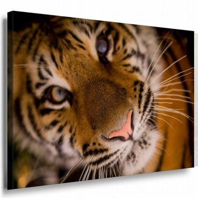 Tiger Leinwandbild AK Art Bilder SchwarzWeiß Kunstdruck XXL Wandbild Wanddko