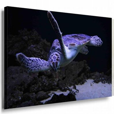 Schildkröte Dunkles Meer Tauchen Leinwandbild AK Art Bilder Mehrfarbig Wandbild