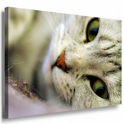 Katzenaugen Katze Grüne Augen Leinwandbild AK Art Bilder Mehrfarbig Kunstdruck
