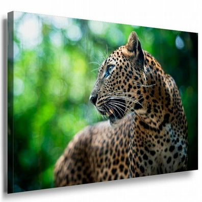 Gepard Dschungel Leinwandbild AK Art Bilder Mehrfarbig Kunstdruck XXL Wandbild