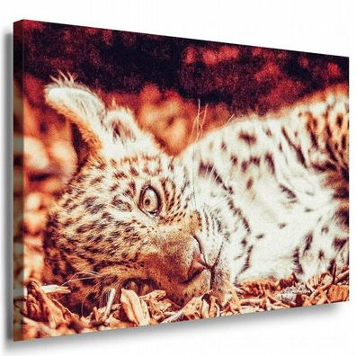 Leopard Junge Orange Leinwandbild AK Art Bilder Mehrfarbig Kunstdruck XXL TOP