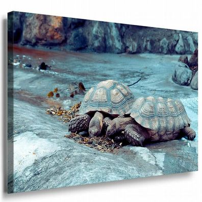 Schildkröten Paar Leinwandbild AK Art Bilder Mehrfarbig Kunstdruck XXL Wandbild