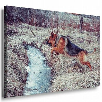 Schäferhund Wald Leinwandbild AK Art Bilder Mehrfarbig Kunstdruck XXL Wandbild