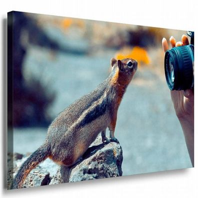 Eichhörnchen Kamera Leinwandbild AK Art Bilder Mehrfarbig Kunstdruck XXL TOP