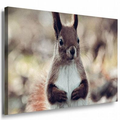 Eichhörnchen Wald Leinwandbild AK Art Bilder Mehrfarbig Kunstdruck XXL Wandbild