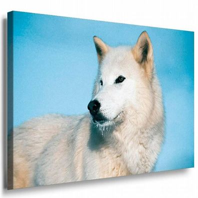 Weißer Wolf Wald Leinwandbild AK Art Bilder Mehrfarbig Kunstdruck XXL Wandbild