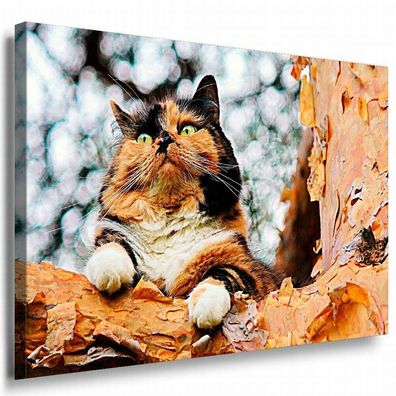 Katze Leinwandbild AK Art Bilder Mehrfarbig Wandbild Kunstdruck Wanddeko TOP XXL