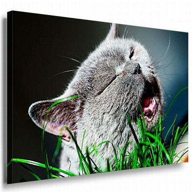 Katze Leinwandbild AK Art Bilder Mehrfarbig Wandbild Kunstdruck Wanddeko TOP XXL