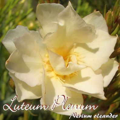 Oleander "Luteum Plenum" - Nerium oleander - im 33 cm Dekokübel