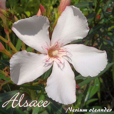 Oleander "Alsace" - Nerium oleander - Größe C03 als Stämmchen im Dekotopf