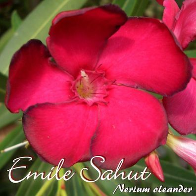 Oleander "Emile Sahut" - Nerium oleander - Größe C10 im Dekotopf