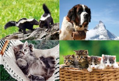 3 D Ansichtskarte Hunde Katze Stinktier Postkarte Wackelkarte Hologrammkarte Tier