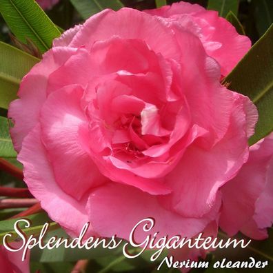 Oleander "Splendens Giganteum" - Nerium oleander - Größe C05 als Halbstamm