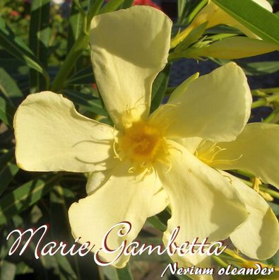 Oleander "Marie Gambetta" - Nerium oleander - Größe C03