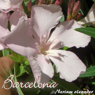 Oleander "Barcelona" - Nerium oleander - Größe C08
