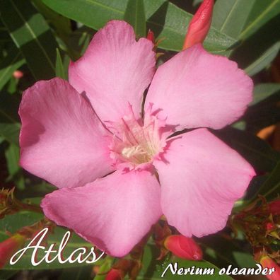 Oleander "Atlas" - Nerium oleander - Größe C03