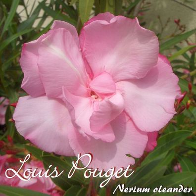 Oleander "Louis Pouget" - Nerium oleander - Größe C15