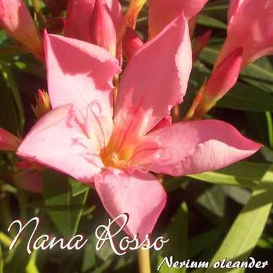Oleander "Nana Rosso" - Nerium oleander - Größe C03