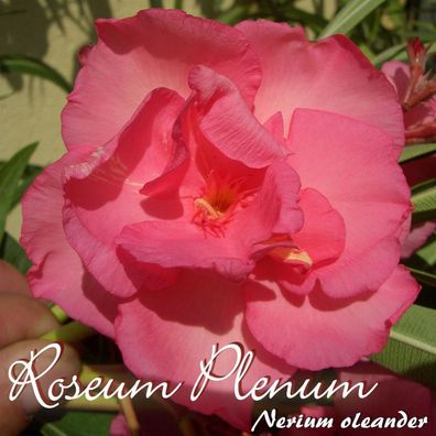 Oleander "Roseum Plenum" - Nerium oleander - Größe C03