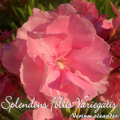 Oleander "Splendens Foliis Variegatis" - Nerium oleander - Größe C03