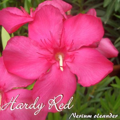 Oleander "Hardy Red" - Nerium oleander - Größe C03
