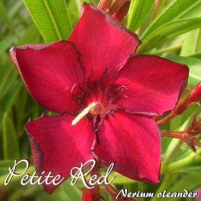 Oleander "Petite Red" - Nerium oleander - Größe C03
