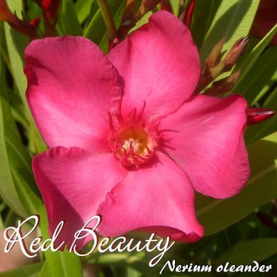 Oleander "Red Beauty" - Nerium oleander - Größe C03
