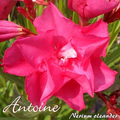 Oleander "Antoine" - Nerium oleander - Größe C15