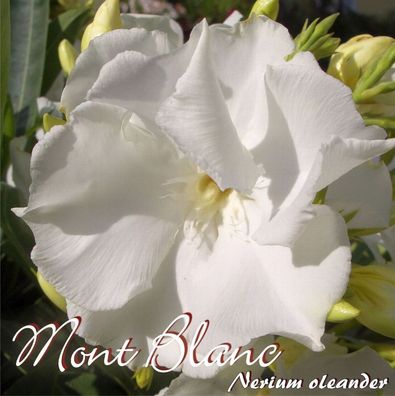 Oleander "Mont Blanc" - Nerium oleander - Größe C08
