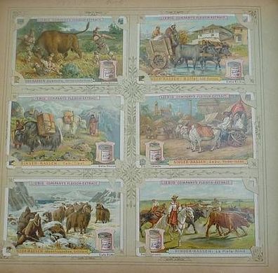 Liebigbilder Serie 377 "Rinder-Rassen" komplett 1897 (12/ D0322p)