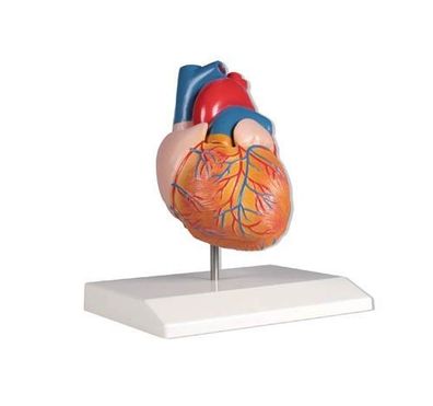 Herzmodell, anatomisches Modell Kardiologie, 2 Teile