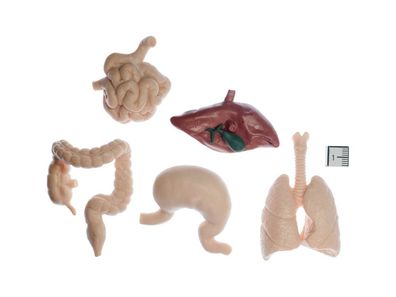 50x Organe des Menschen Set Miniblings je 10 Magen Lunge Dickdarm Dünndarm Leber