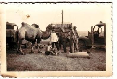 58364 Original Foto Kamel in der russischen Steppe im 2. Weltkrieg