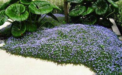 75 x Isotoma fluviatilis (Winterhart/ Staude/ Bodendecker) Blauer Bubikopf / Gaudich