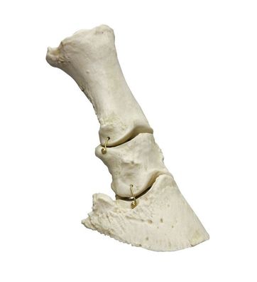 Modell Pferdefuß Knochen , flexibel , mit Fesselbein Kronbein und Hufbein