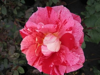 Edelrose Rosa Rachel Louise Moran® Teehybride weiß-rosa gestreift Duft + + + + 40 cm